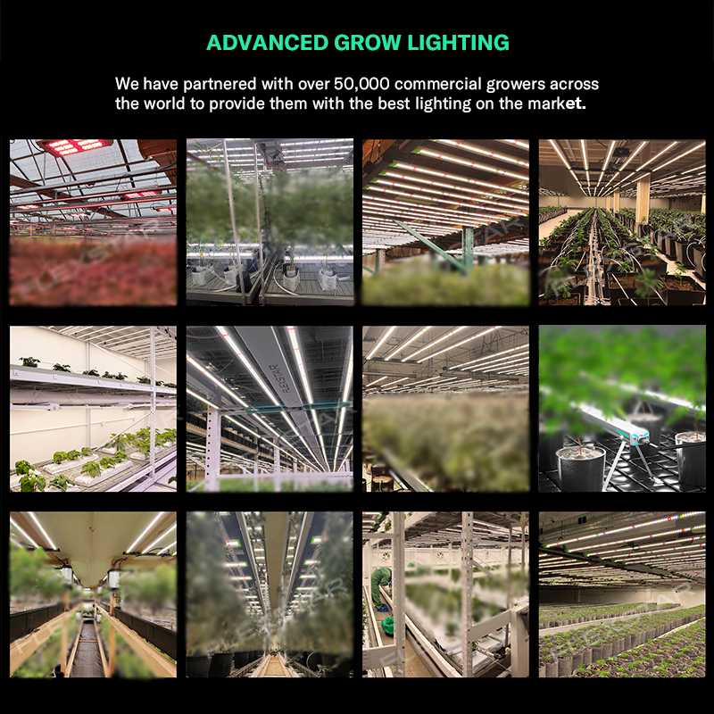 Lm301h Evo 281b Full Spectrum  - Led Grow Light recensione e prezzo