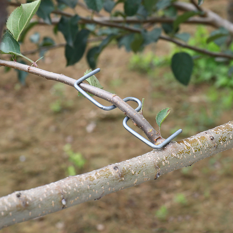 30pcs/set Fruit Tree Branch Pu - Gardening Tools Shop recensione e prezzo