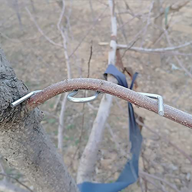 30pcs/set Fruit Tree Branch Pu - Gardening Tools Shop recensione e prezzo