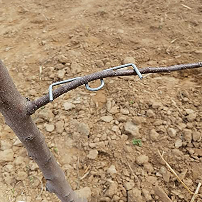 30pcs/set Fruit Tree Branch Pu - Gardening Tools Shop recensione e prezzo